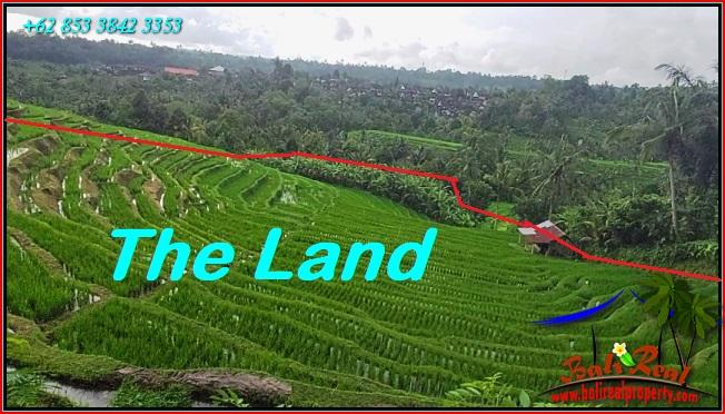 JUAL TANAH MURAH di TABANAN 11,000 m2  View Sawah dan Gunung