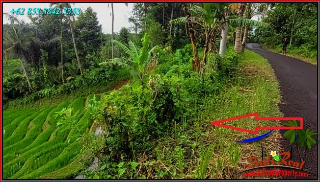 JUAL TANAH MURAH di TABANAN 11,000 m2  View Sawah dan Gunung