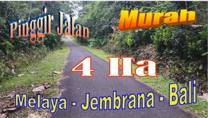 TANAH DIJUAL di JEMBRANA BALI 400 Are di Jembrana